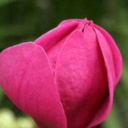 Magnolia 'Black Tulip'