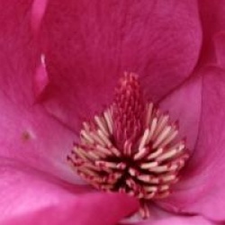 Magnolia 'Black Tulip'