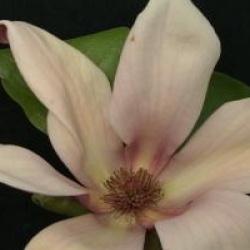 Magnolia x brooklynensis 'Eva Maria' - Magnolia Eva Maria