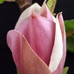 Magnolia x brooklynensis 'Eva Maria'