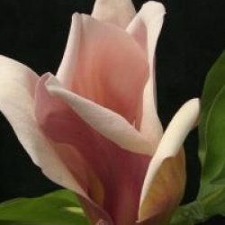 Magnolia x brooklynensis 'Eva Maria'