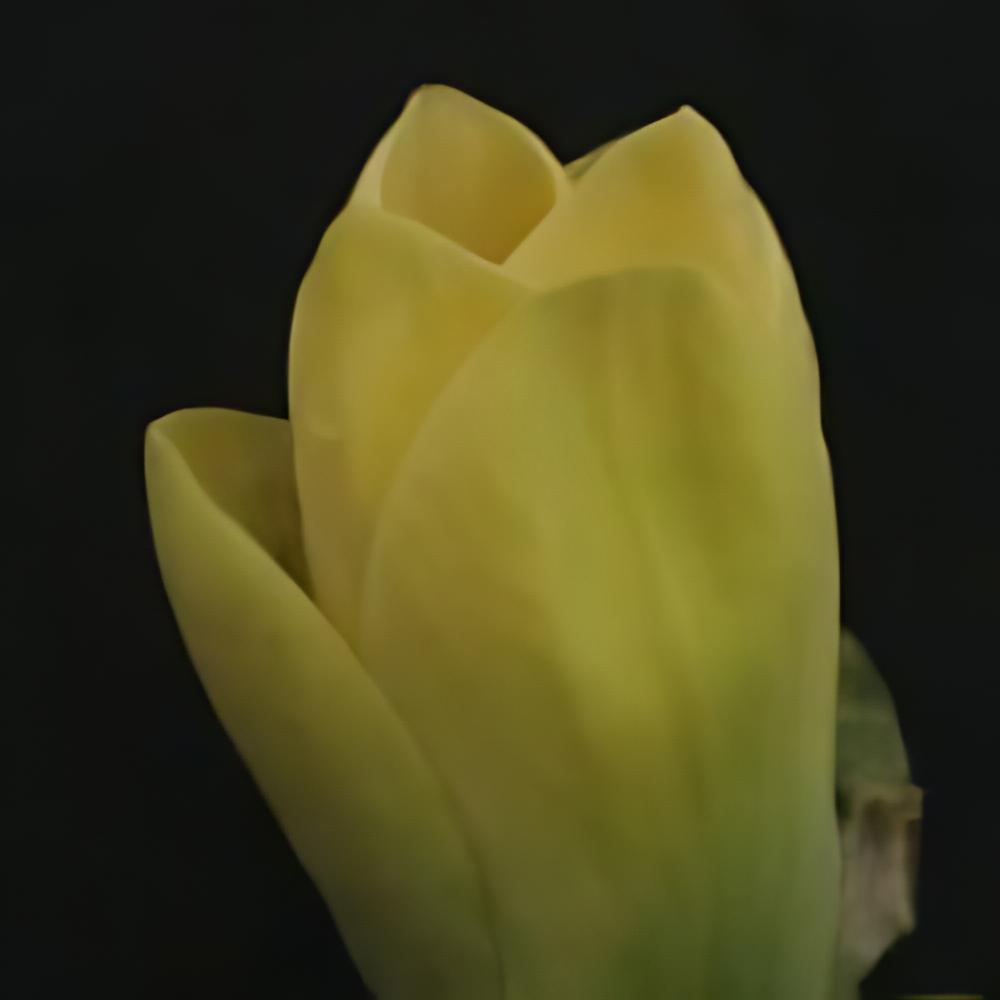 Magnolia x brooklynensis 'Yellow Bird' - Magnolia Yellow Bird