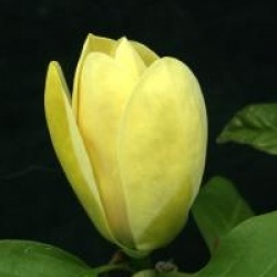 Magnolia x brooklynensis 'Yellow Bird'