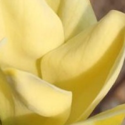 Magnolia x brooklynensis 'Yellow Bird'