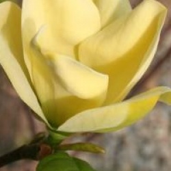 Magnolia x brooklynensis 'Yellow Bird'