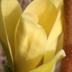 Magnolia x brooklynensis 'Yellow Bird'