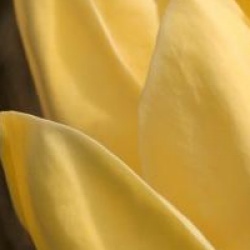 Magnolia x brooklynensis 'Yellow Bird'