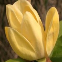 Magnolia x brooklynensis 'Yellow Bird'