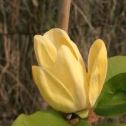 Magnolia x brooklynensis 'Yellow Bird'
