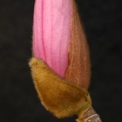 Magnolia 'Peppermint Stick'