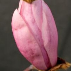 Magnolia 'Peppermint Stick'