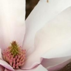 Magnolia x soulangeana 'Red Lucky'