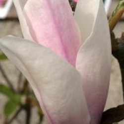 Magnolia x soulangeana 'Red Lucky'