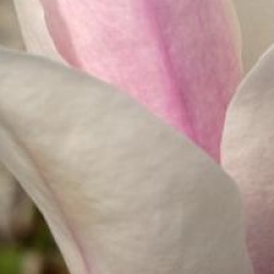 Magnolia x soulangeana 'Red Lucky'