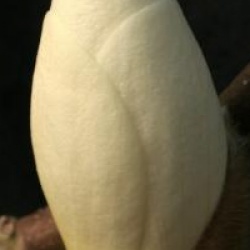 Magnolia x soulangeana 'Red Lucky'