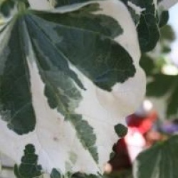 Cercis canadensis 'Silver Lining'