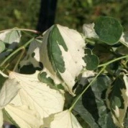 Cercis canadensis 'Silver Lining'