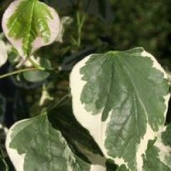 Cercis canadensis 'Silver Lining'