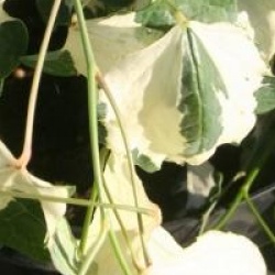 Cercis canadensis 'Silver Lining'