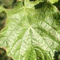 Corylus avellana 'Twister'