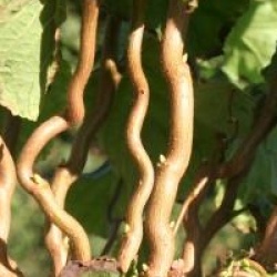 Corylus avellana 'Twister' - Noisetier tortueux Twister