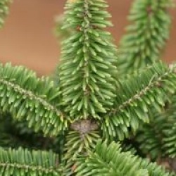 Abies balsamea 'Nana' - Sapin baumier nain 