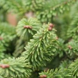 Abies balsamea 'Nana'