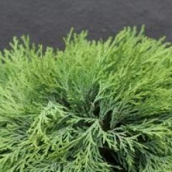 Chamaecyparis lawsoniana 'Globosa' - Cypr�s de lawson boule