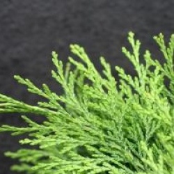 Chamaecyparis lawsoniana 'Globosa'