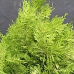 Chamaecyparis lawsoniana 'Yvonne'