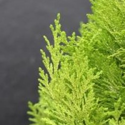 Chamaecyparis lawsoniana 'Yvonne'