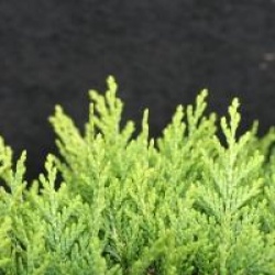 Chamaecyparis lawsoniana 'Sunkist'