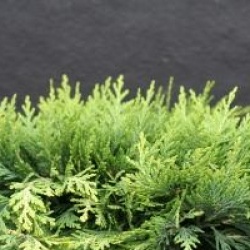 Chamaecyparis lawsoniana 'Sunkist' - Cypr�s de lawson Sunkist