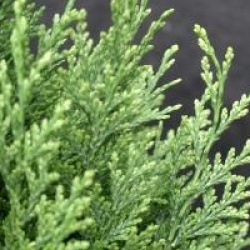 Chamaecyparis lawsoniana 'White Spot'