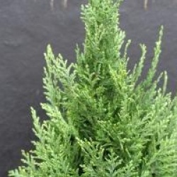 Chamaecyparis lawsoniana 'White Spot' - Cypr�s de Lawson White Spot