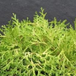 Chamaecyparis obtusa 'Kamarachiba' - Chamaecyparis Kamarachiba