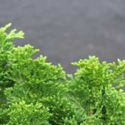 Chamaecyparis obtusa 'Nana Gracilis'