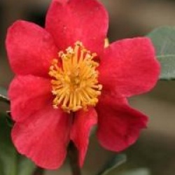 Camellia x vernalis 'Yuletide'