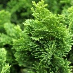 Chamaecyparis obtusa 'Nana Gracilis'