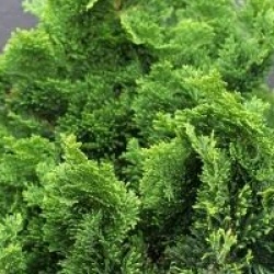 Chamaecyparis obtusa 'Nana Gracilis'