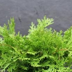 Chamaecyparis obtusa 'Pygmea' - Cypr�s hinoki Pygmea