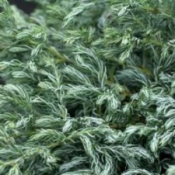 Chamaecyparis pisifera 'Boulevard'