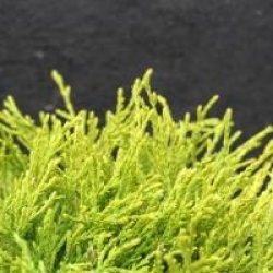 Chamaecyparis pisifera 'Filifera Aurea'