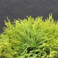 Chamaecyparis pisifera 'Filifera Aurea' - Cypr�s sawara dor�