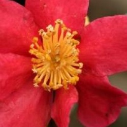 Camellia x vernalis 'Yuletide'