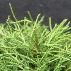 Chamaecyparis pisifera 'Filifera Nana'