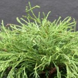 Chamaecyparis pisifera 'Filifera Nana'
