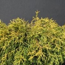 Chamaecyparis pisifera 'Sungold'