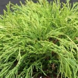 Chamaecyparis pisifera 'Sungold'