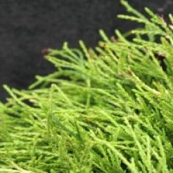 Chamaecyparis pisifera 'Sungold'